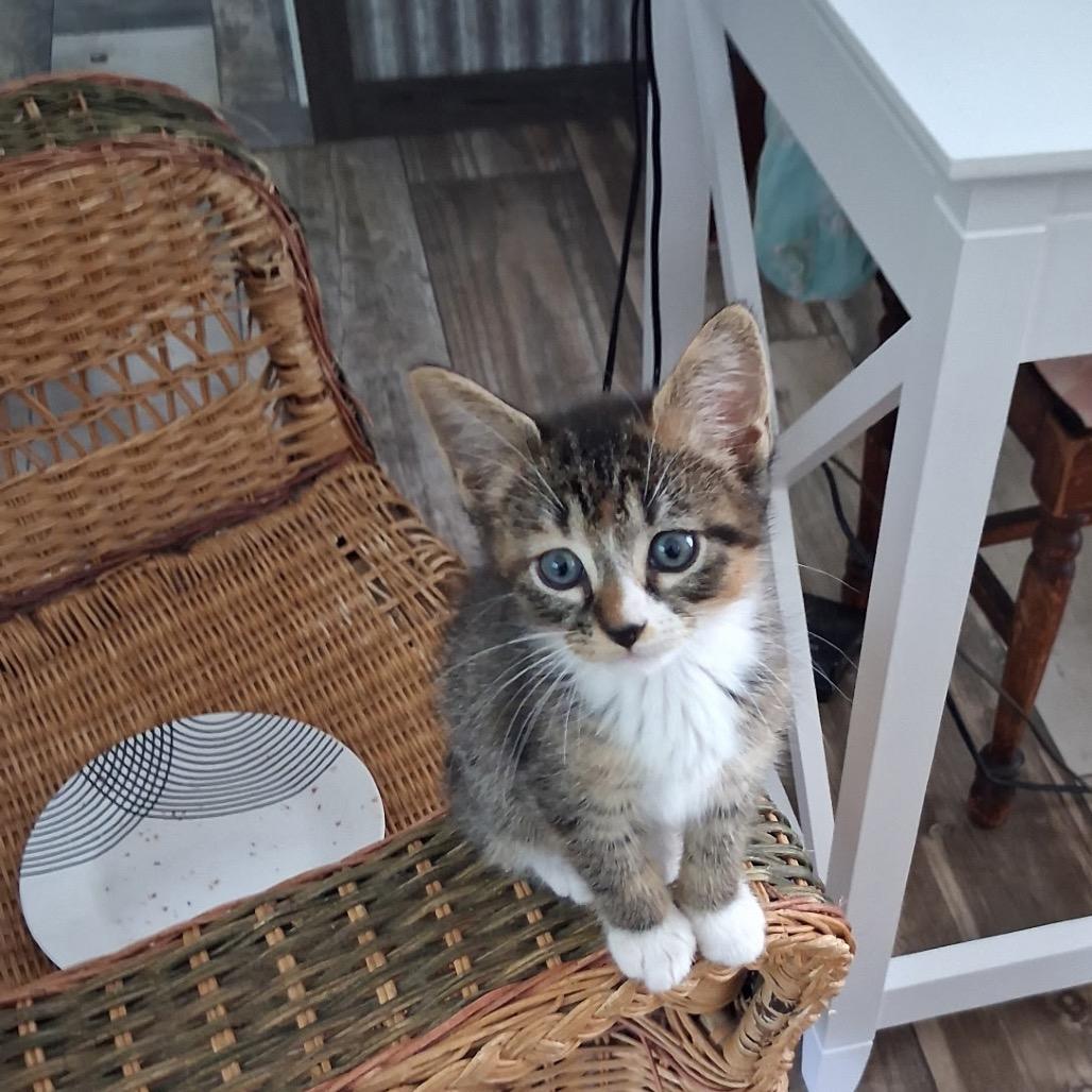 Samantha, Adoptable, Kitten Female Domestic Short Hair.