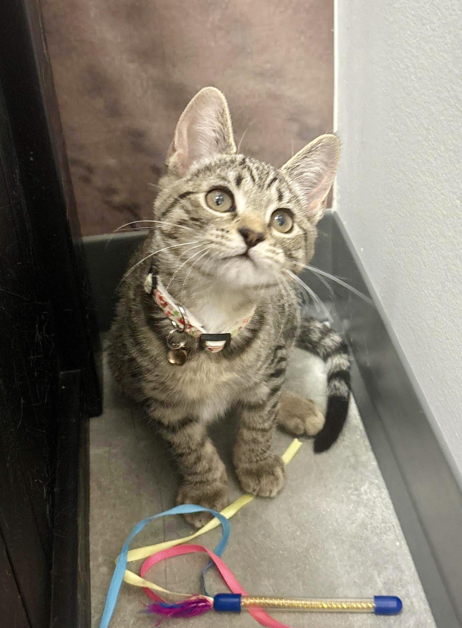 Sneezy (f) (FCID# 10/09/2025 - 4 Middletown PS)