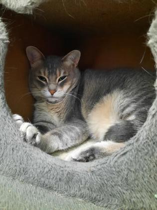 Aster, Adoptable, Adult Female Domestic Short Hair & Domestic Short Hair.