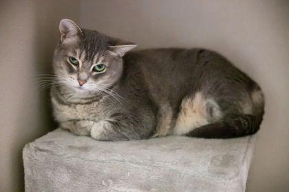 Enlarge Aster, a Adoptable Domestic Short Hair image 2/2