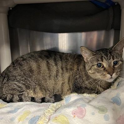 Abby, Adoptable, Senior Female Domestic Short Hair.