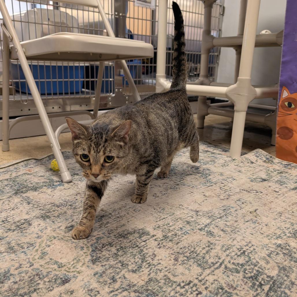 Enlarge Abby, a Adoptable Domestic Short Hair in Downers Grove, IL image 2/3