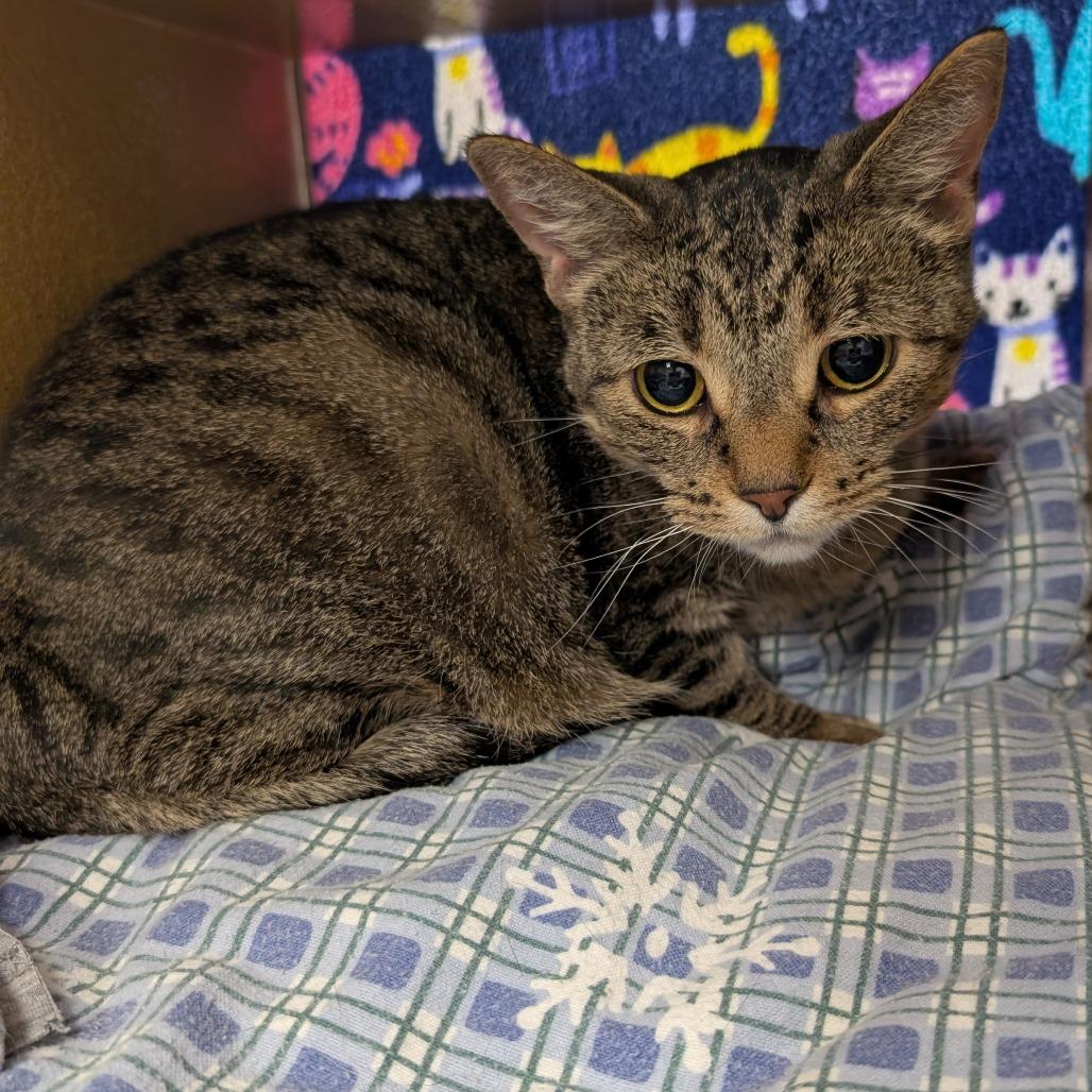 Enlarge Abby, a Adoptable Domestic Short Hair in Downers Grove, IL image 3/3