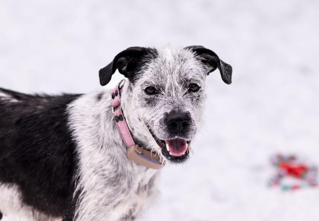 Pelusa, Adoptable, Adult Female Border Collie & Irish Terrier.