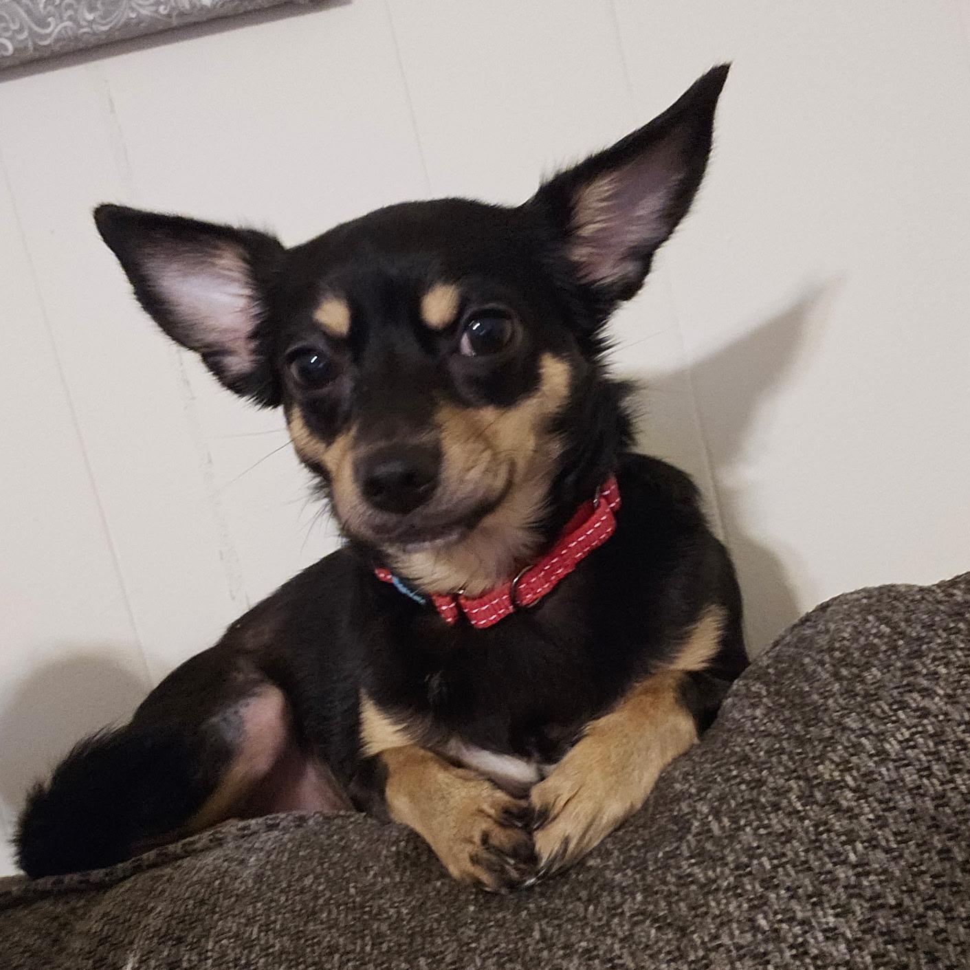 Enlarge Sarah Grace, a Adoptable Chihuahua in Statesboro, GA image 4/4