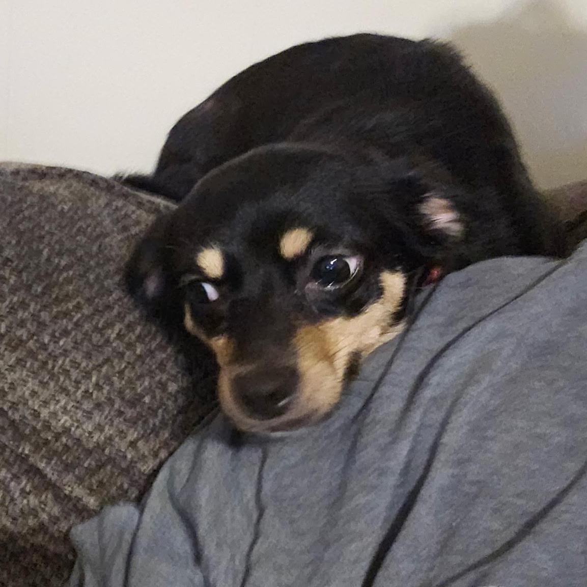 Enlarge Sarah Grace, a Adoptable Chihuahua in Statesboro, GA image 3/4