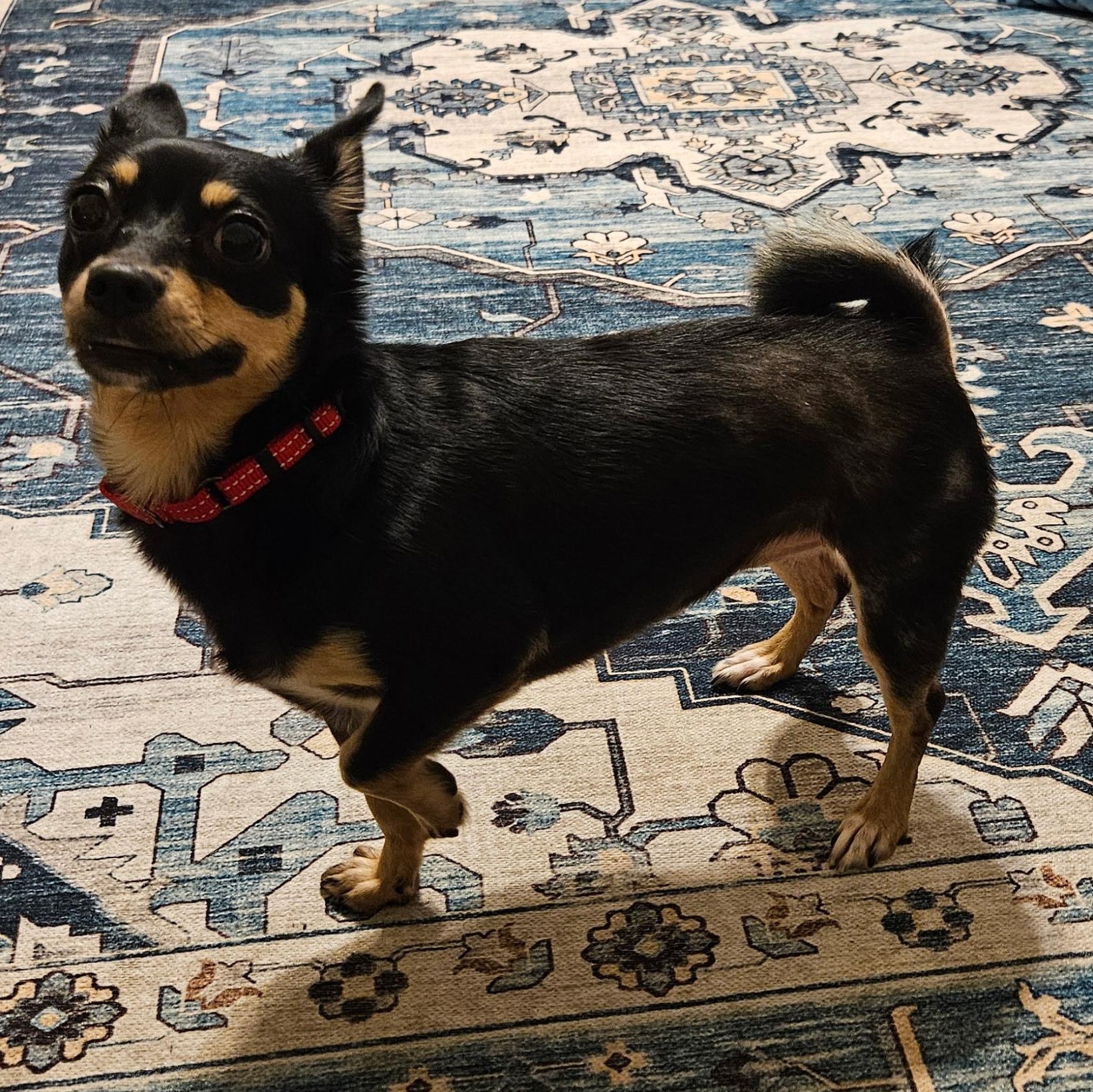 Enlarge Sarah Grace, a Adoptable Chihuahua in Statesboro, GA image 2/4