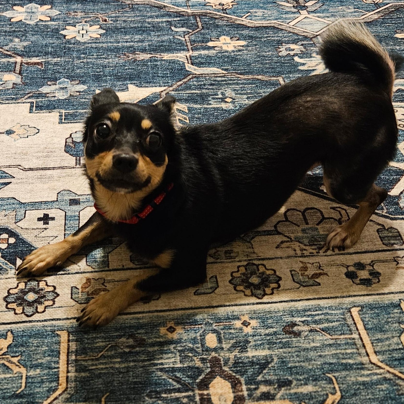 Sarah Grace, Adoptable, Adult Female Chihuahua.