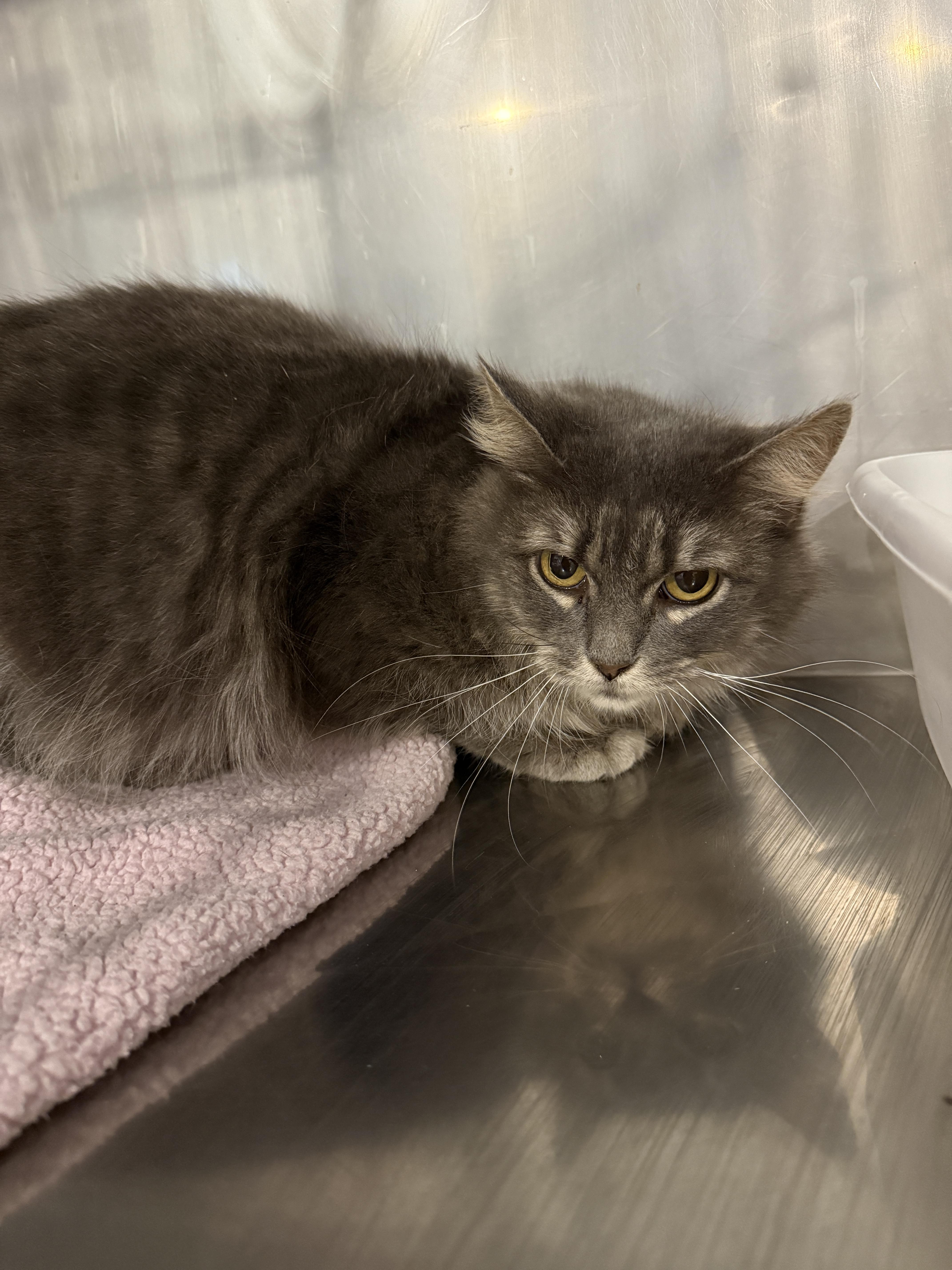 Enlarge Ruby, a Adoptable Domestic Medium Hair in Grand Rapids, MI image 1/1