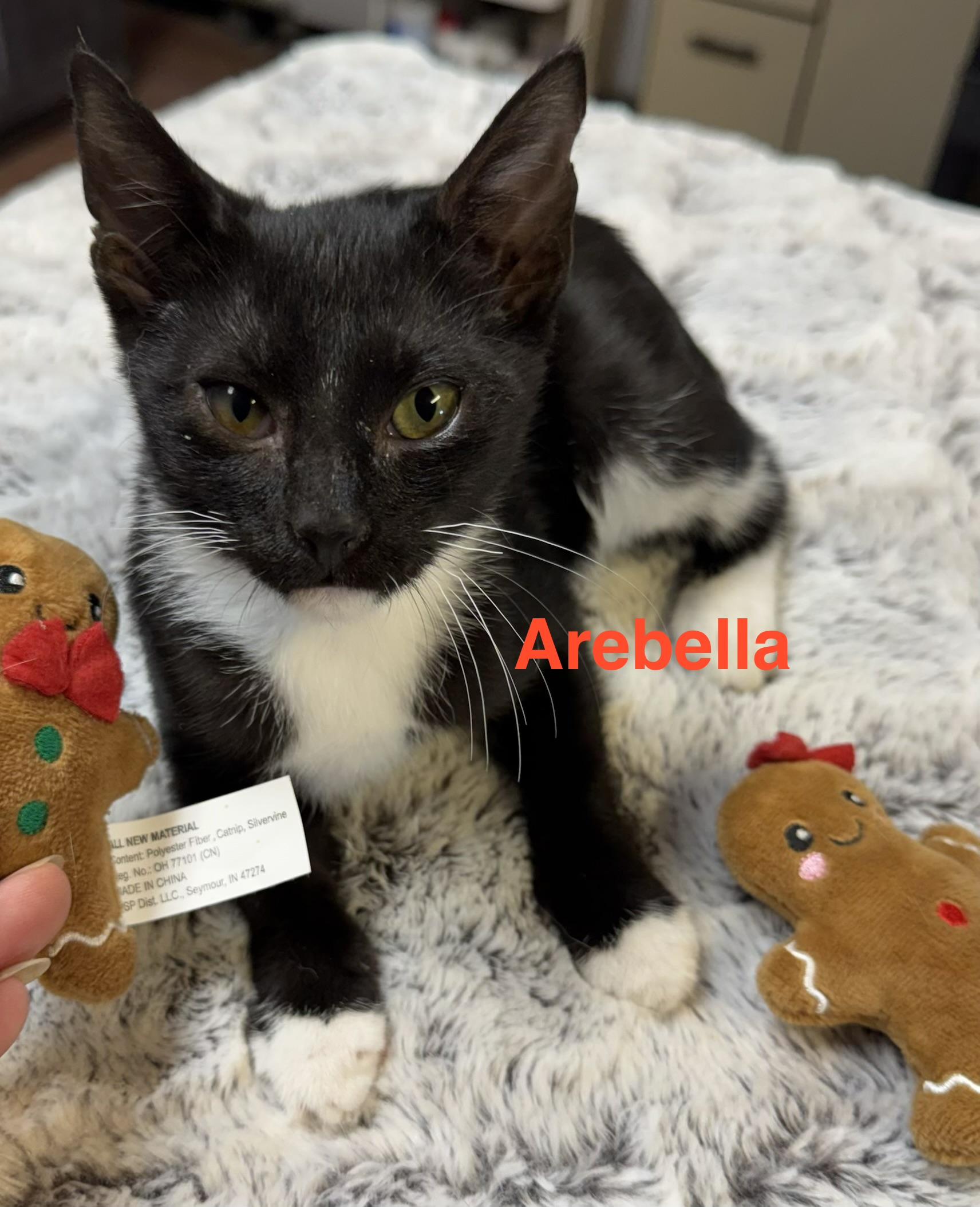 Arebella (18264-26), Adoptable, Kitten Female Domestic Short Hair.