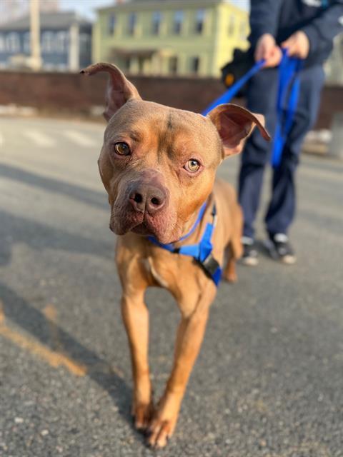 AMARU, Adoptable, Adult Male Pit Bull Terrier.