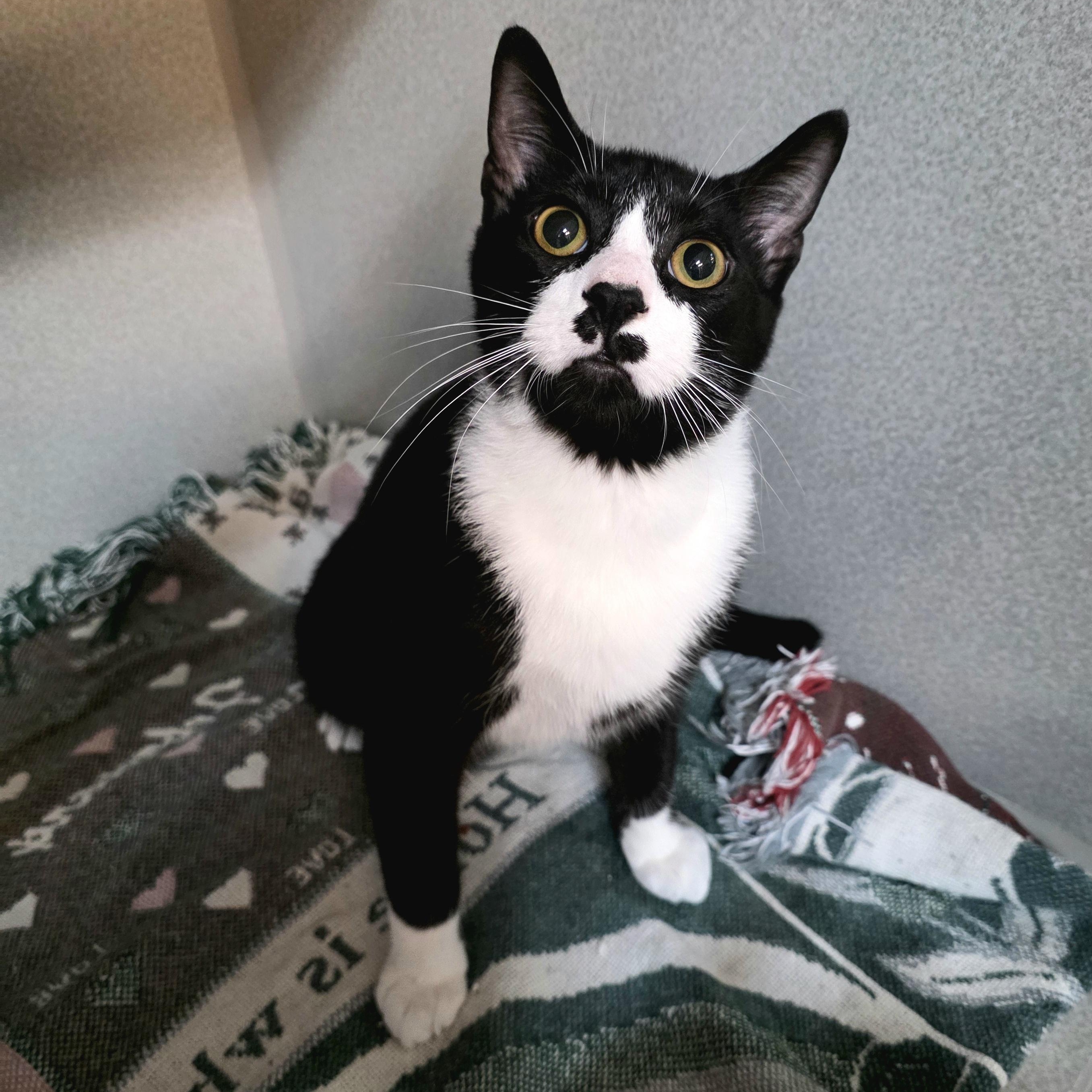 Gomez, an adoptable mixed breed in Greensboro, NC image 3/4