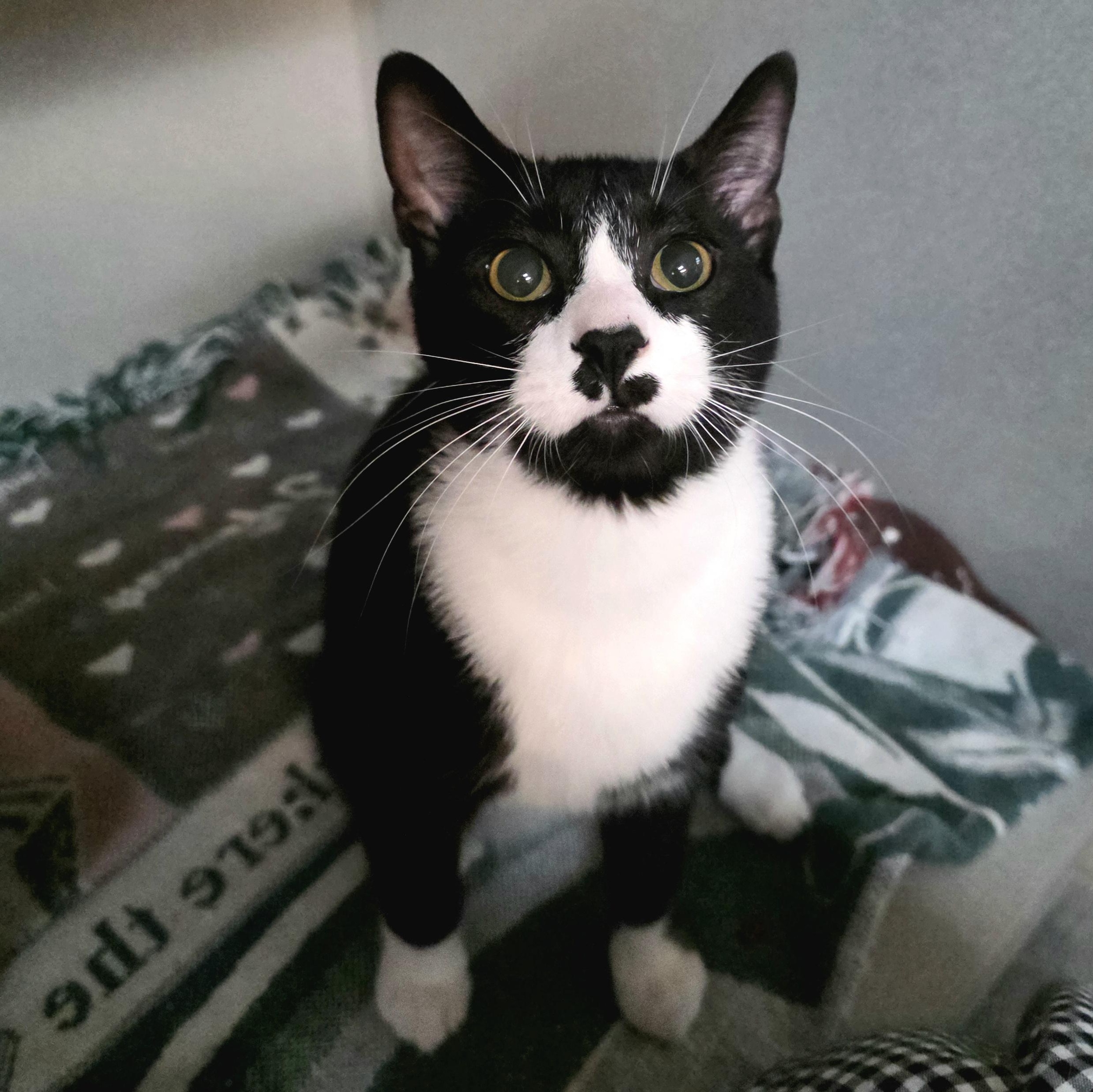 Gomez, adoptable, Adult Male Tuxedo & Domestic Short Hair.