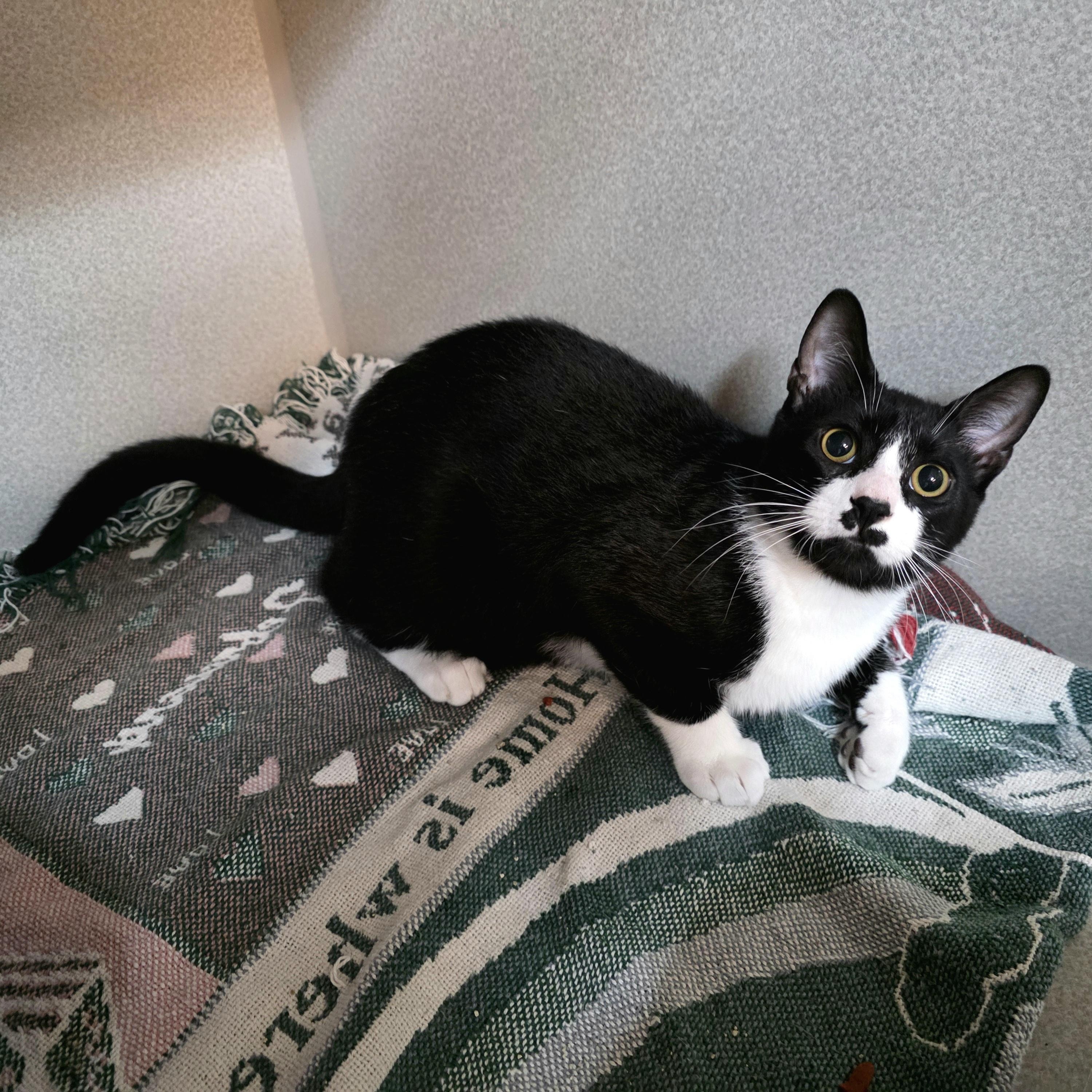 Gomez, an adoptable mixed breed in Greensboro, NC image 2/4