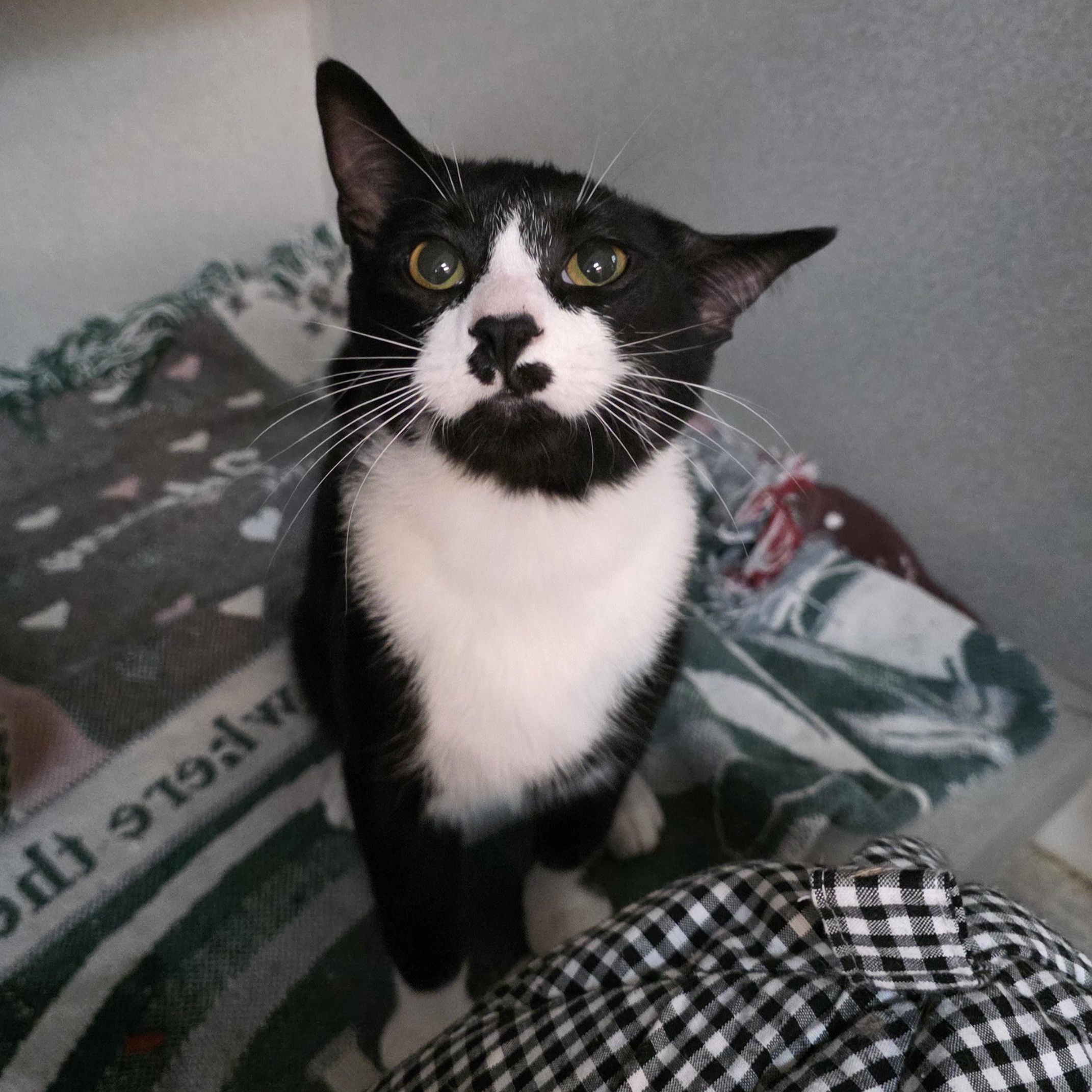 Gomez, an adoptable mixed breed in Greensboro, NC image 4/4