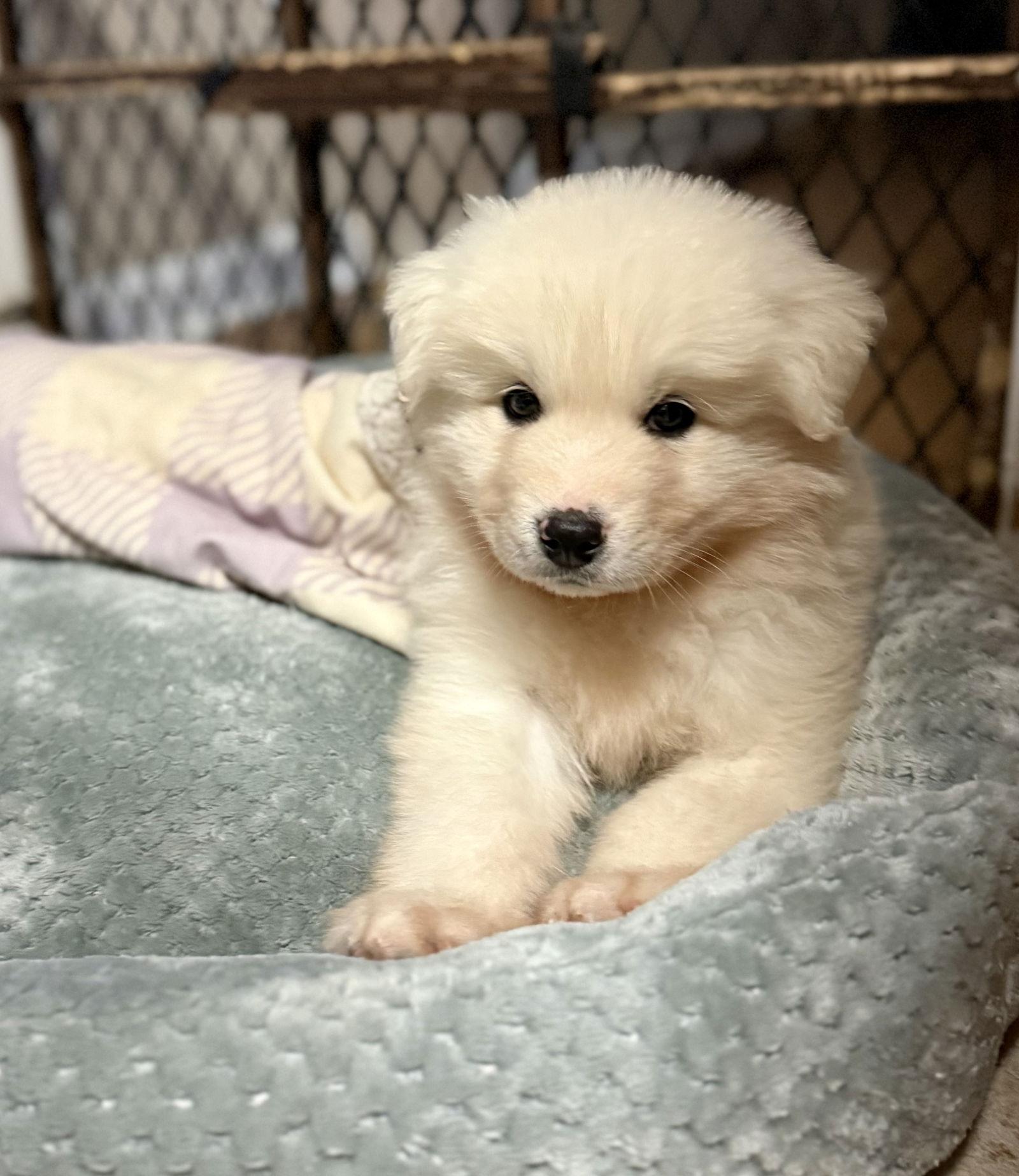 Hank, Adoptable, Puppy Male Great Pyrenees & Siberian Husky.