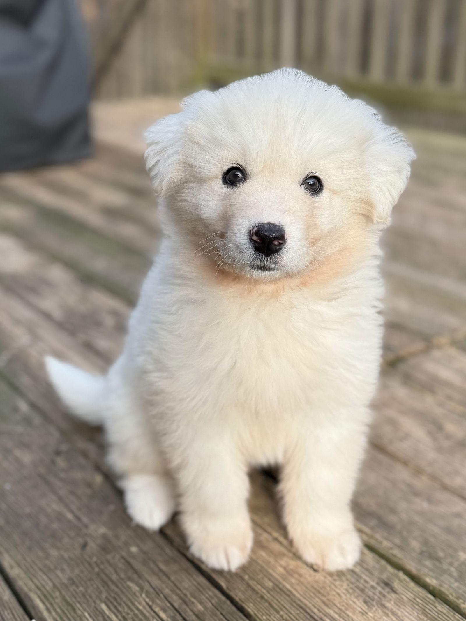 Enlarge Hank, a Adoptable mixed breed in Woodstock, GA image 2/3