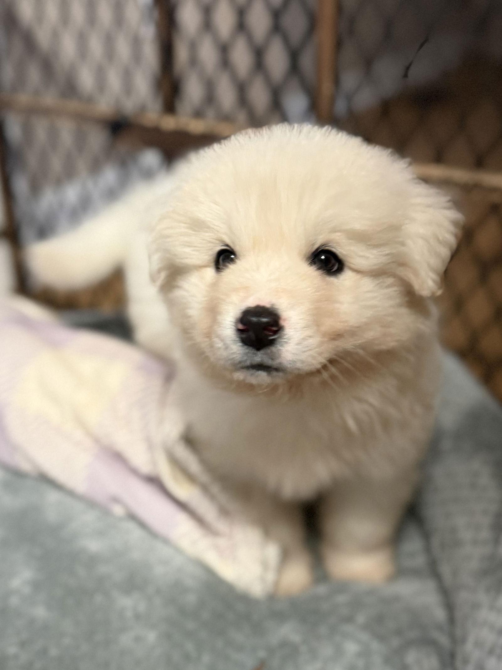 Enlarge Hank, a Adoptable mixed breed in Woodstock, GA image 3/3