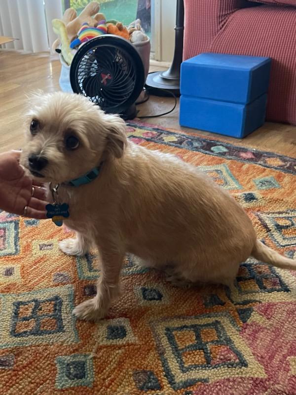 Gio/Giovanni, Adopted, Adult Male Chihuahua & Yorkshire Terrier.