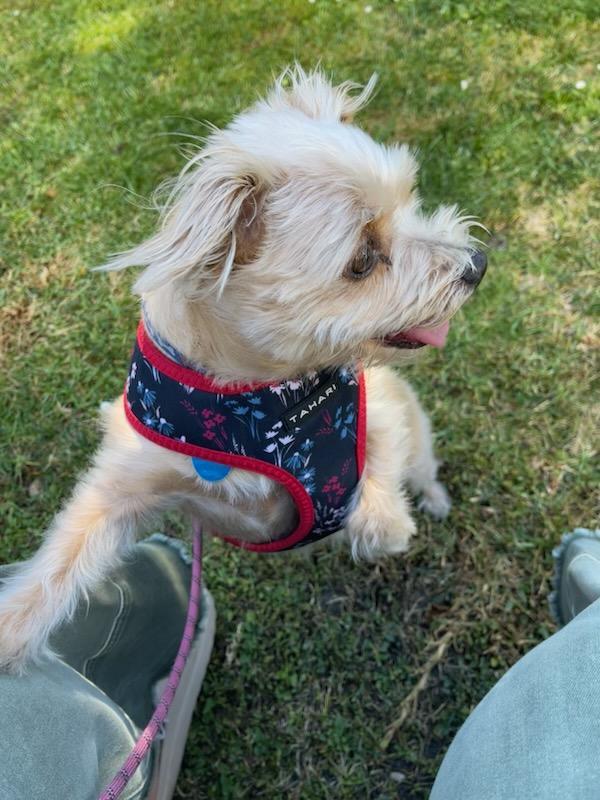 Enlarge Gio/Giovanni, a Adopted mixed breed in Eureka, CA image 2/4
