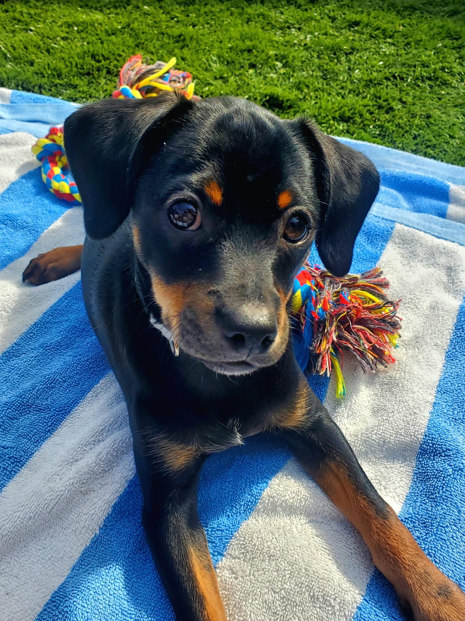 Dalton, Adoptable, Puppy Male Dachshund & Chihuahua.