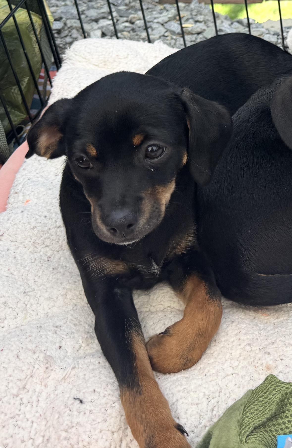 Enlarge Dalton, a Adoptable mixed breed in Lincoln, CA image 2/3