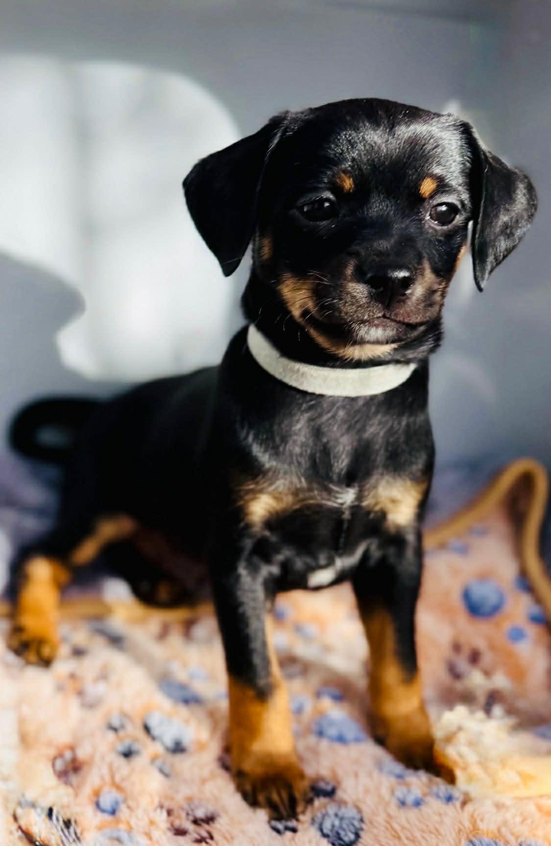 Enlarge Dalton, a Adoptable mixed breed in Lincoln, CA image 1/1