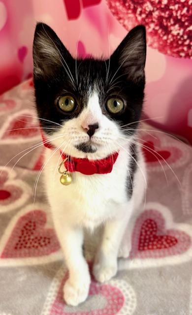 Enlarge Gabby, an adopted Domestic Short Hair in Cincinnati, OH image 2/6