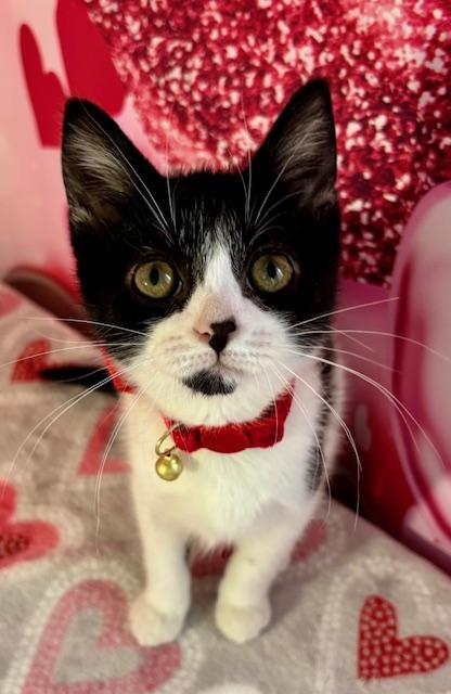 Enlarge Gabby, an adopted Domestic Short Hair in Cincinnati, OH image 5/6