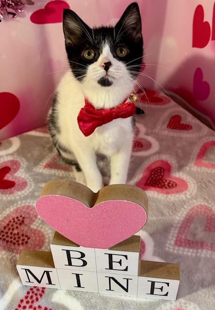 Enlarge Gabby, an adopted Domestic Short Hair in Cincinnati, OH image 6/6