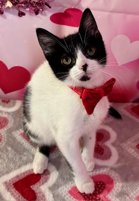 Enlarge Gabby, an adopted Domestic Short Hair in Cincinnati, OH image 4/6