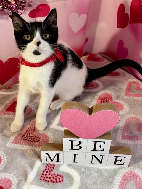 Enlarge Gabby, an adopted Domestic Short Hair in Cincinnati, OH image 3/6