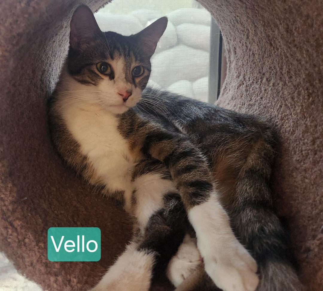 Vello 3