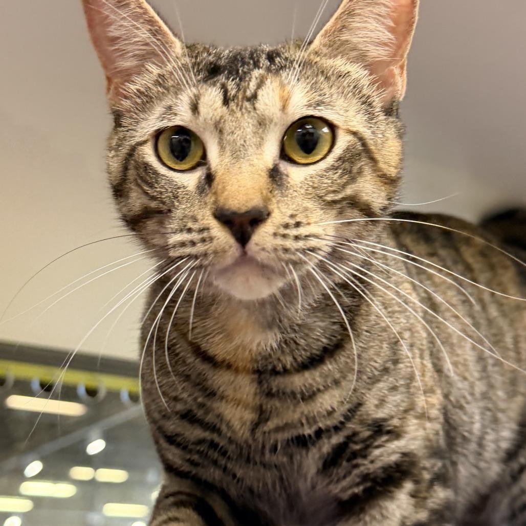 Ashley, Adoptable, Adult Female Domestic Short Hair.