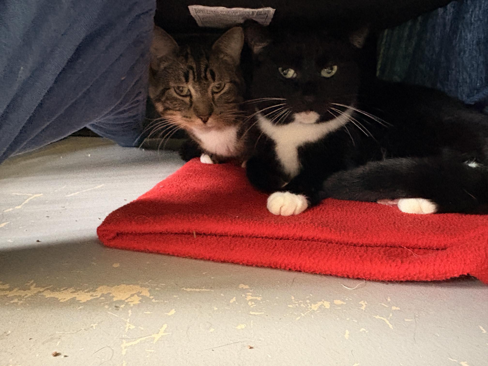 Enlarge Olivia, a ADOPTABLE Domestic Short Hair in Jacksonville, OR image 5/5