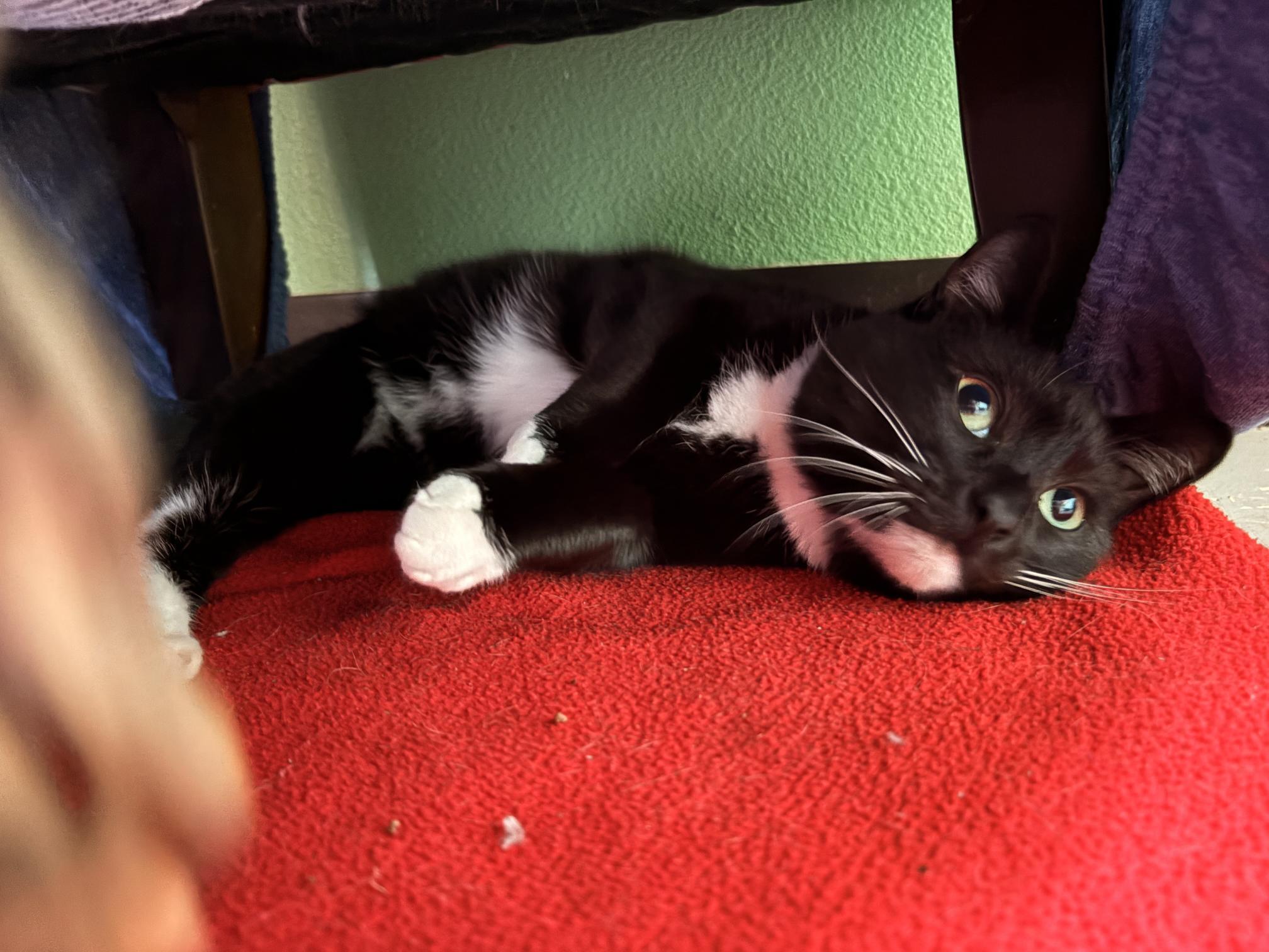 Enlarge Olivia, a ADOPTABLE Domestic Short Hair in Jacksonville, OR image 4/5