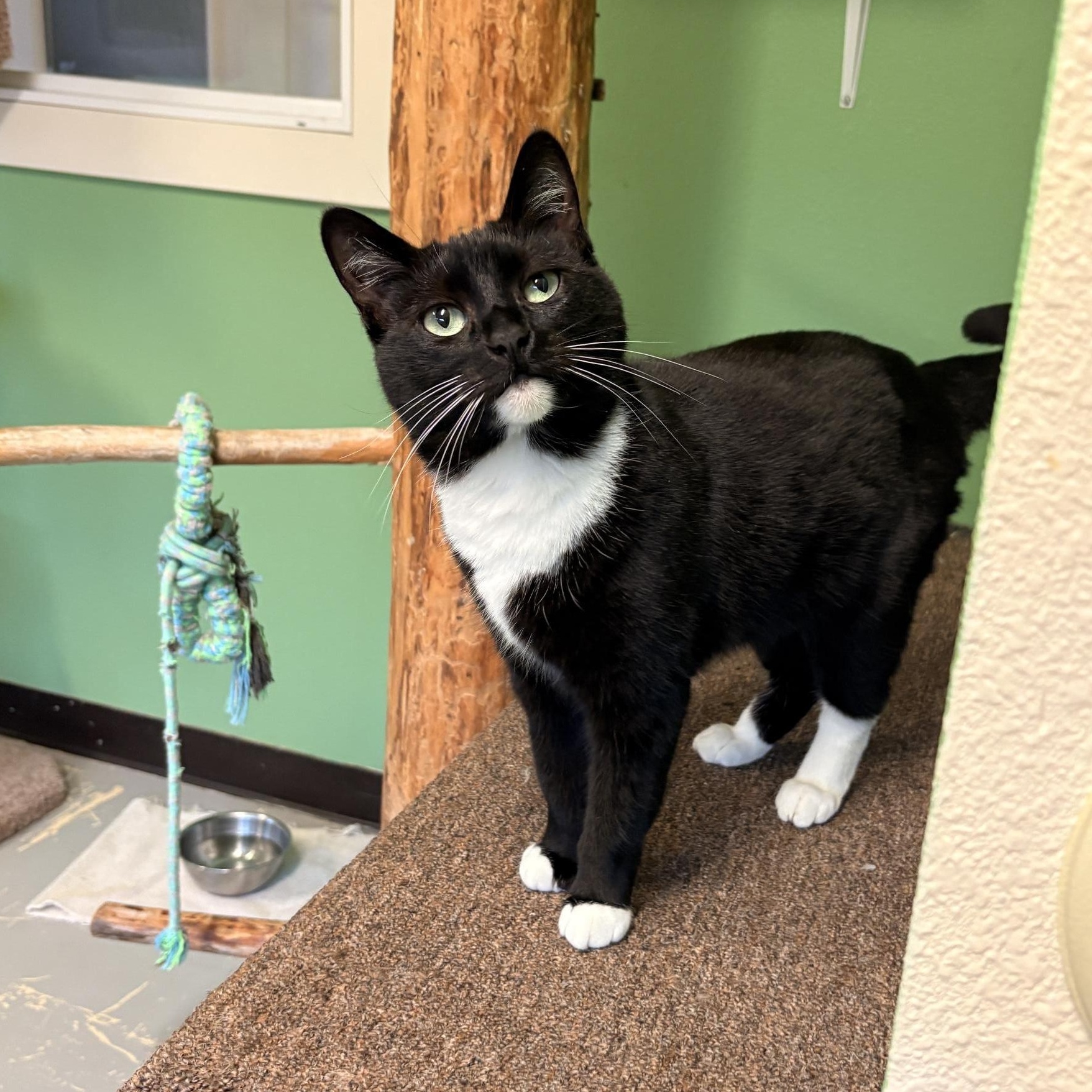 Enlarge Olivia, a ADOPTABLE Domestic Short Hair in Jacksonville, OR image 2/5