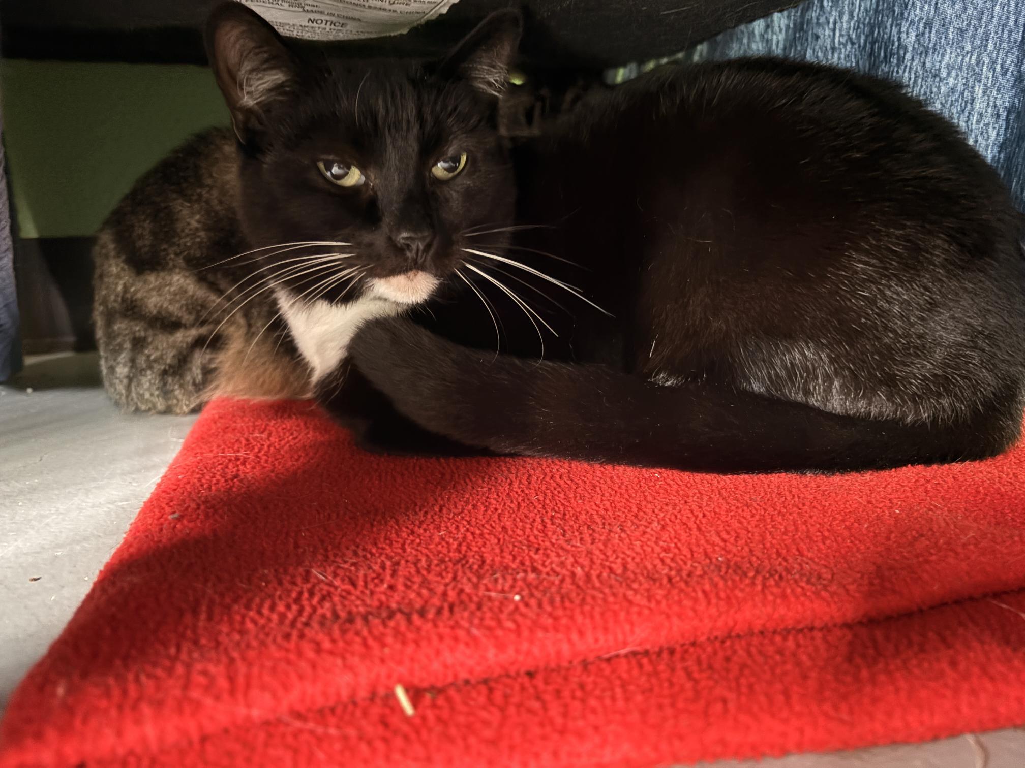 Enlarge Olivia, a ADOPTABLE Domestic Short Hair in Jacksonville, OR image 3/5