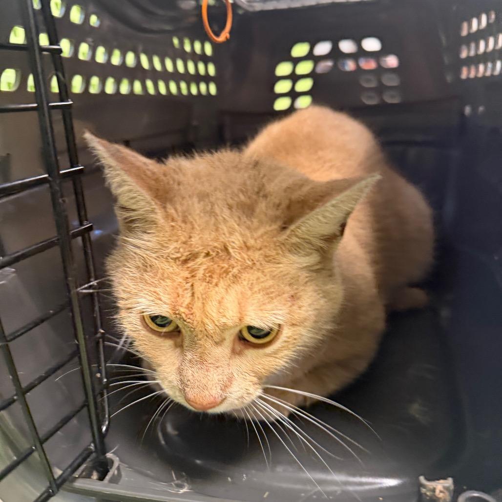 Elmo, Adoptable, Senior Male Domestic Short Hair & Mixed Breed.