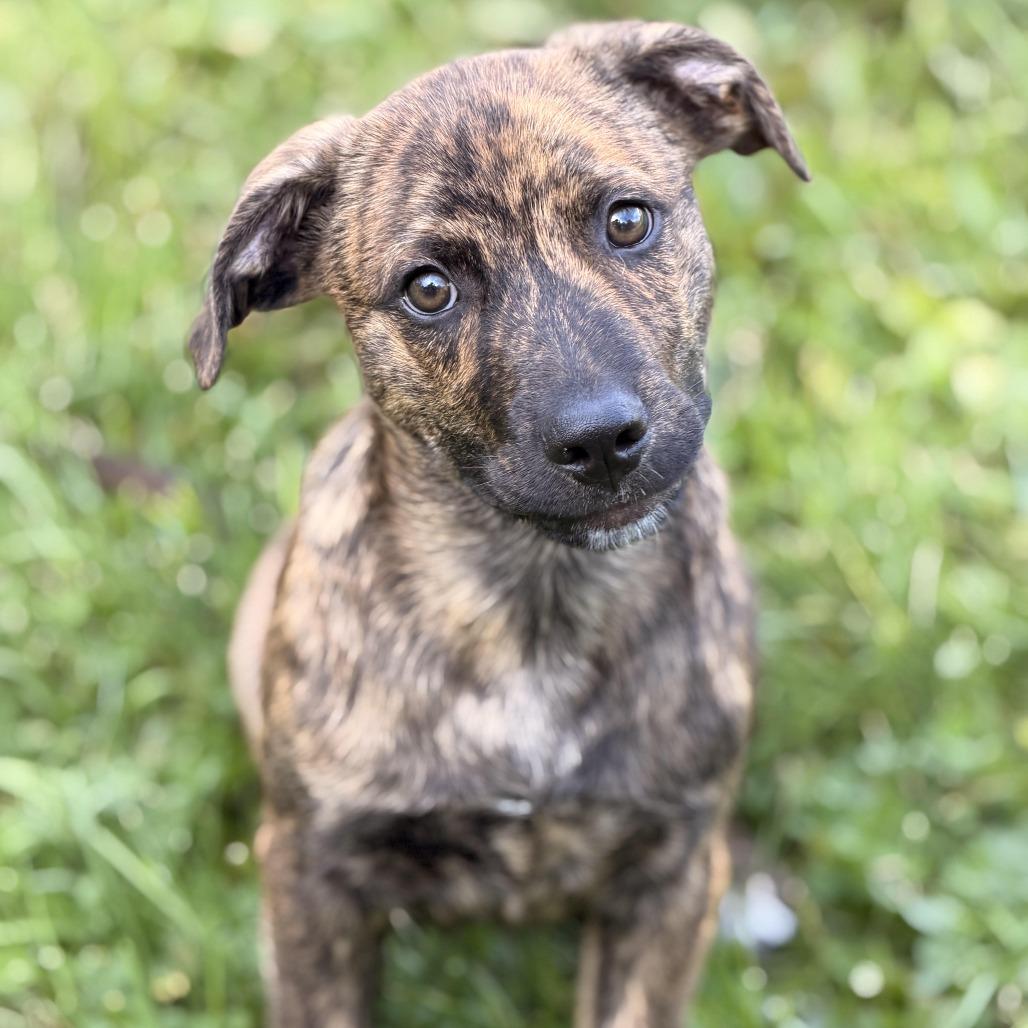 Enlarge Marte, a Adoptable mixed breed in Sparta, NJ image 2/5
