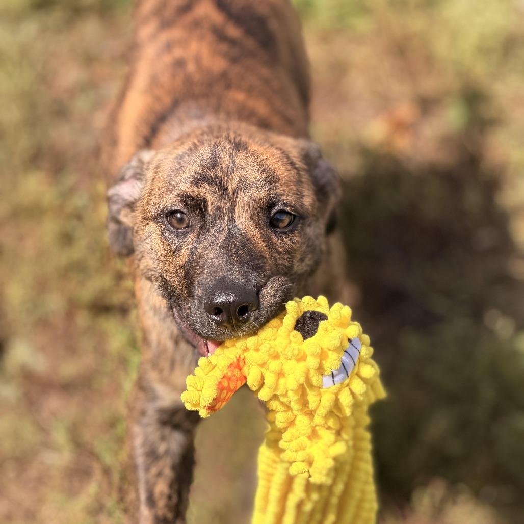 Enlarge Marte, a Adoptable mixed breed in Sparta, NJ image 3/5