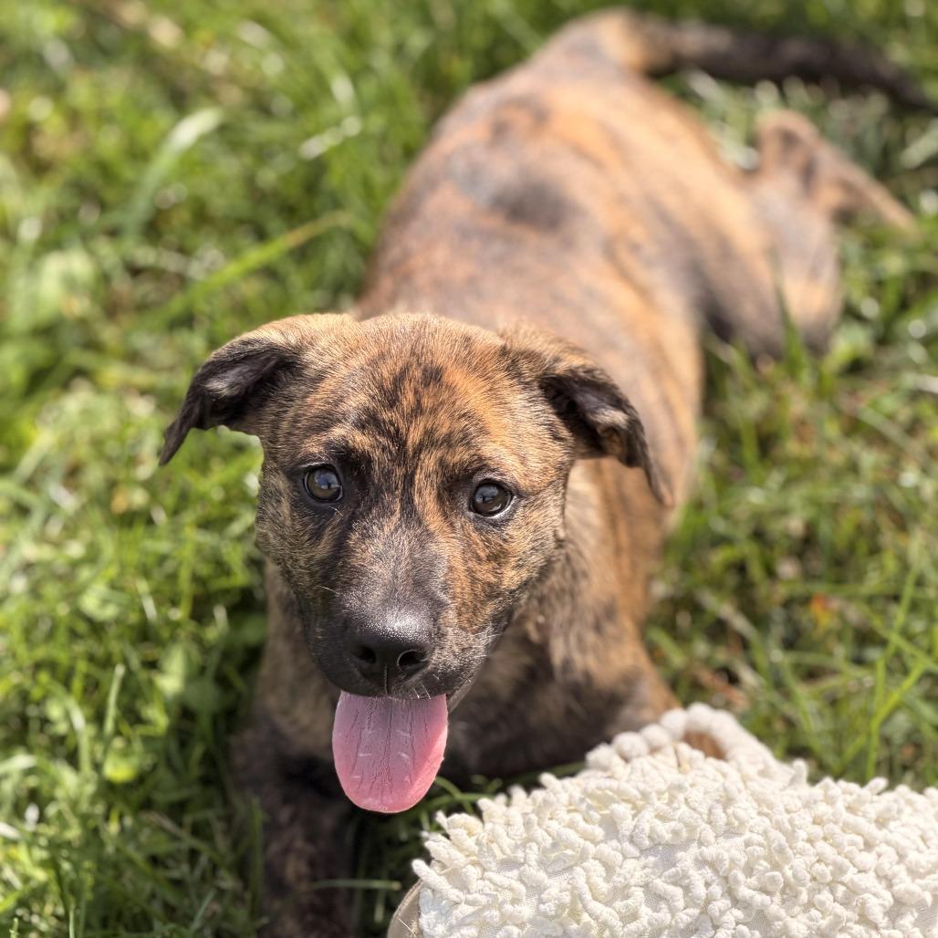 Enlarge Marte, a Adoptable mixed breed in Sparta, NJ image 4/5