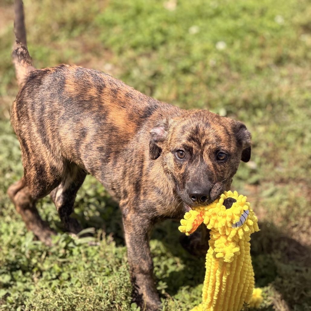 Enlarge Marte, a Adoptable mixed breed in Sparta, NJ image 5/5