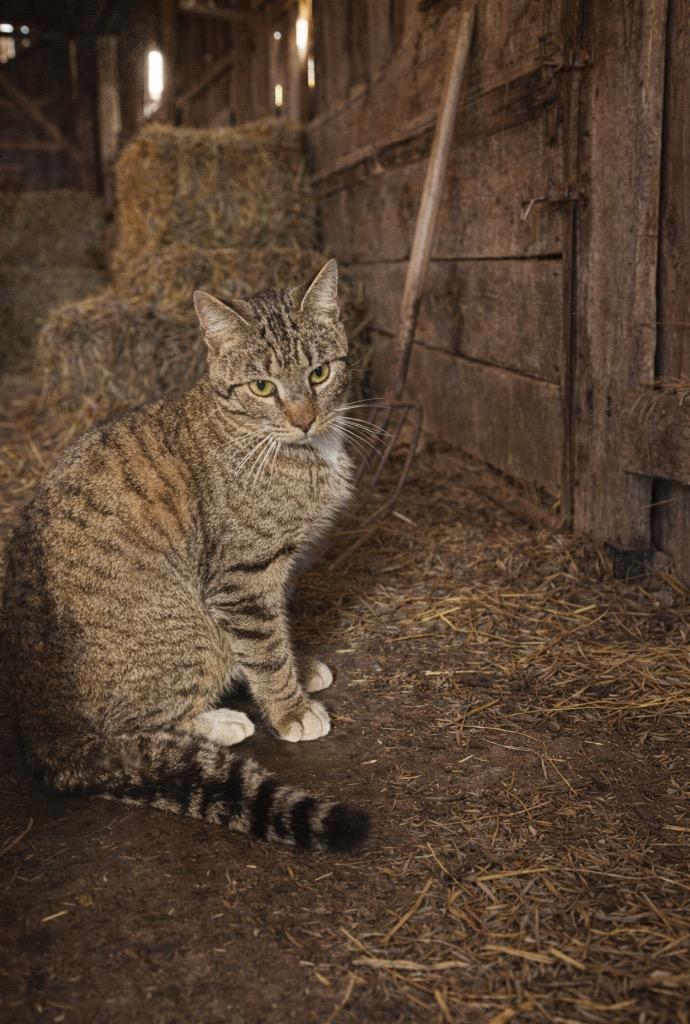 Moonlight, Adoptable, Young Male Domestic Short Hair.