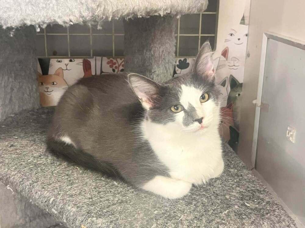Enlarge Clarence, a Adoptable Domestic Medium Hair in Acworth, GA image 1/5