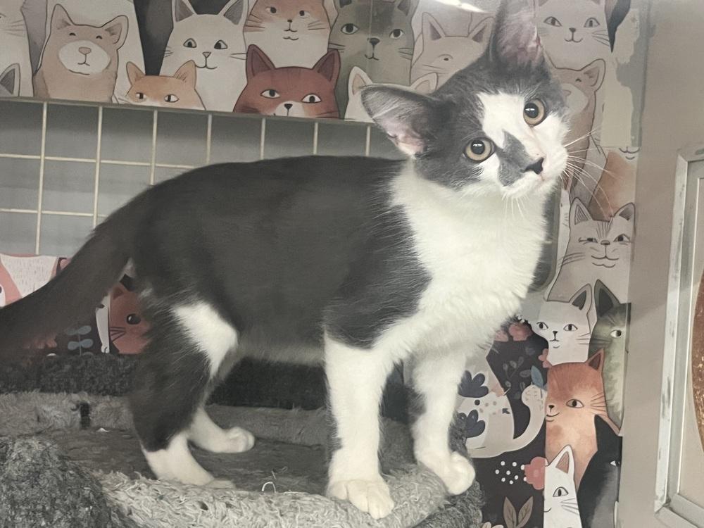 Enlarge Clarence, a Adoptable Domestic Medium Hair in Acworth, GA image 2/5