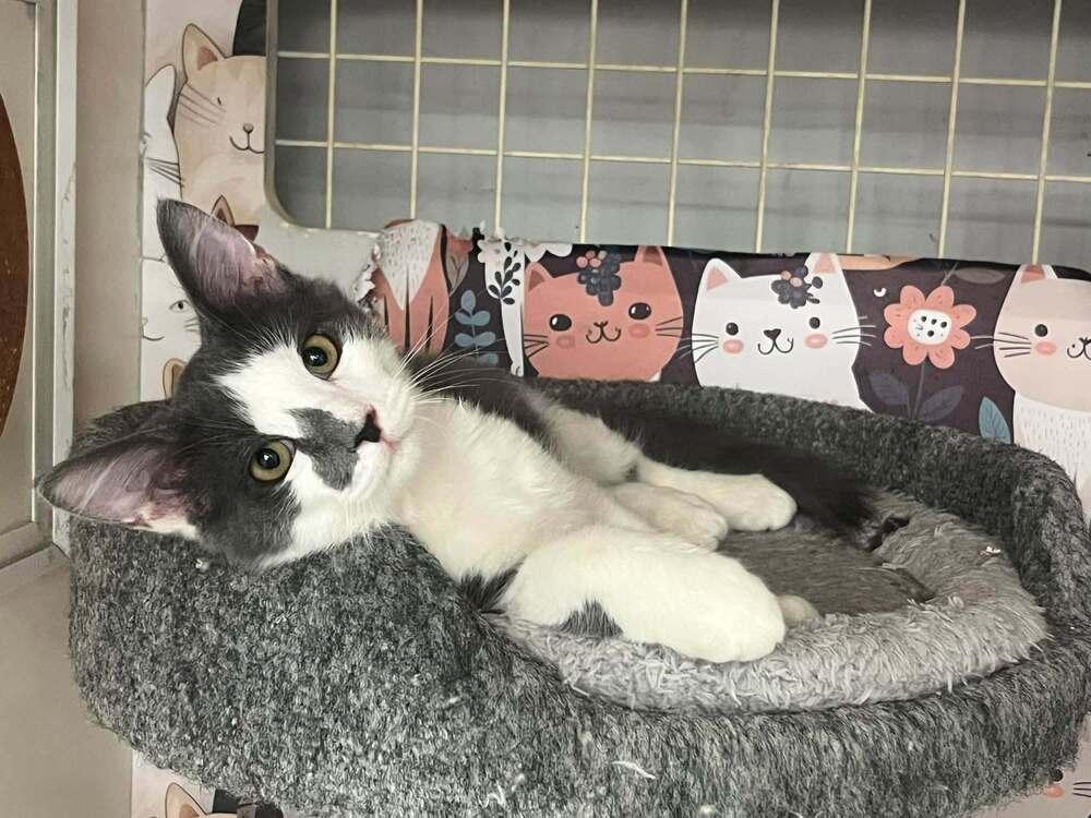 Enlarge Clarence, a Adoptable Domestic Medium Hair in Acworth, GA image 3/5