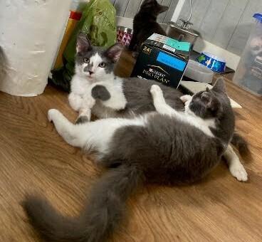 Enlarge Clarence, a Adoptable Domestic Medium Hair in Acworth, GA image 4/5