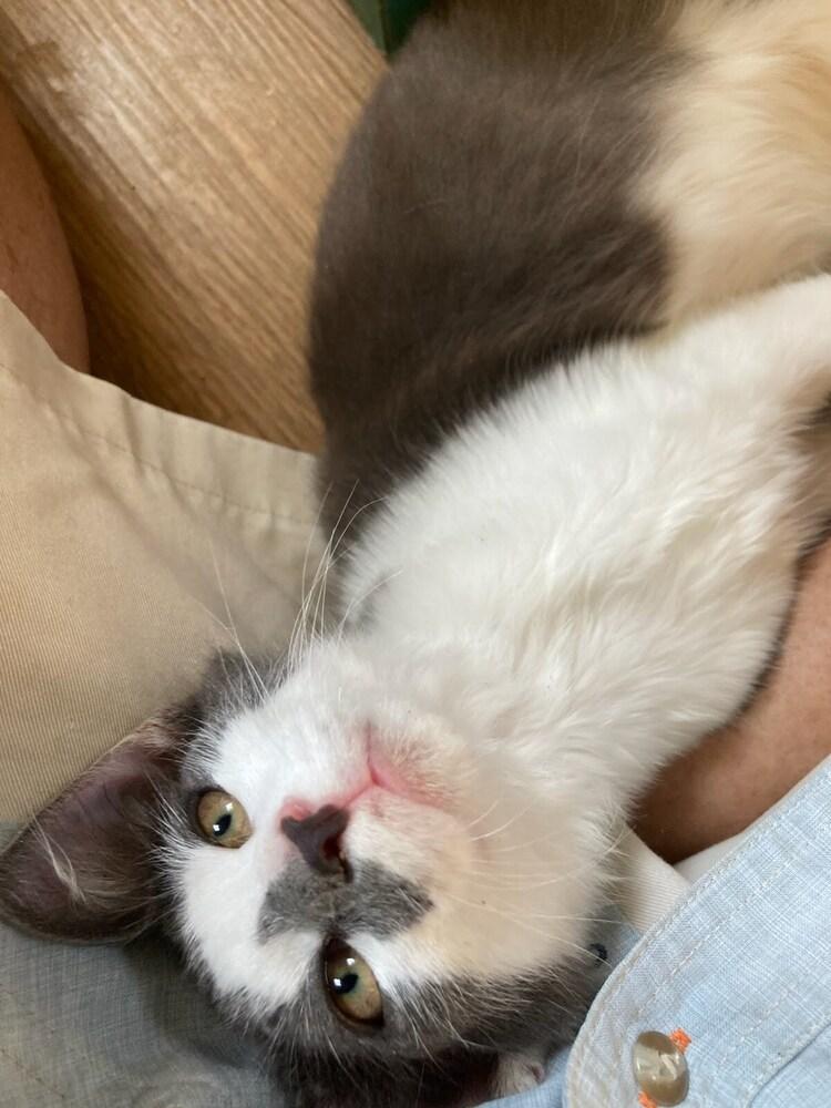 Enlarge Clarence, a Adoptable Domestic Medium Hair in Acworth, GA image 5/5