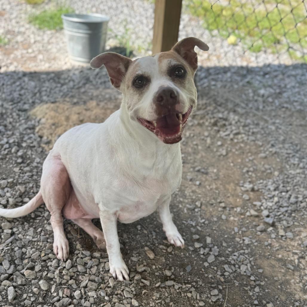 Enlarge Celia, a Adoptable Mixed Breed in Fairmont, WV image 1/5